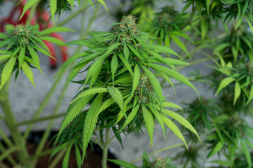 Cannabinoid hemp plant close up