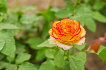 yellow rose in garden