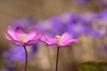 Closup of rare pink liverwort blossoms (Hepatica nobilis) Focus on the left flower. 