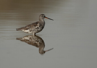 Spotted redshank resting at Asker marsh, Bahrain