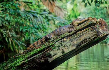 Obraz premium The spectacled caiman (Caiman crocodilus), also known as the white caiman,