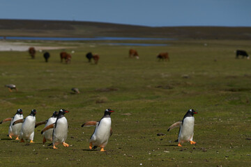 Gentoo Penguins (Pygoscelis papua) returning to the colony across grassland grazed by cattle on Bleaker Island in the Falkland Islands.