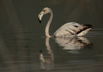 Juvenile Greater Flamingo wading at Asker marsh with beautiful reflection in the morning hours, Bahrain