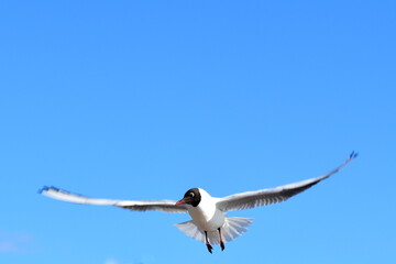 seagull in the sky