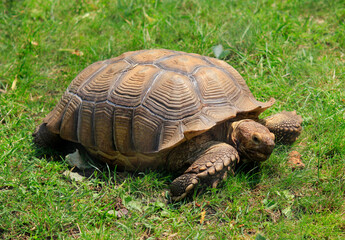Duży żółw na trawie