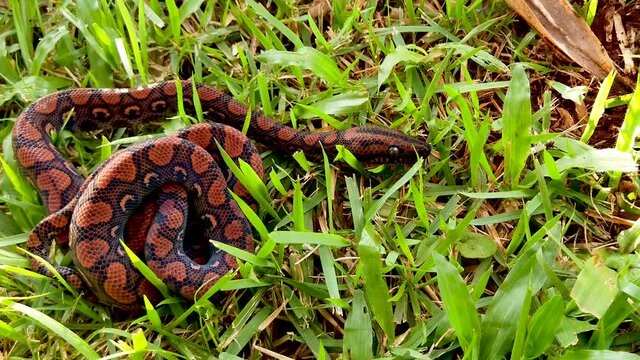 Epicrates cenchria is a boa species endemic to Central and South America. Common names include the rainbow boa, and slender boa.