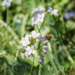 Bombylius major ou grand bombyle en vol stationnaire avec ses longues pattes pendantes