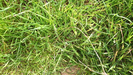 Un-cut garden grass lawn in the spring sunshine