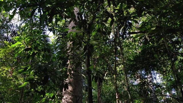 Beautiful thick jungle canopy vegetation, lush rainforest treetops and wildlife