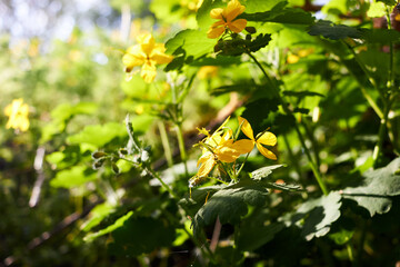 Macro photo of nature yellow flowers of celandine. Background blooming flowers plant celandine.