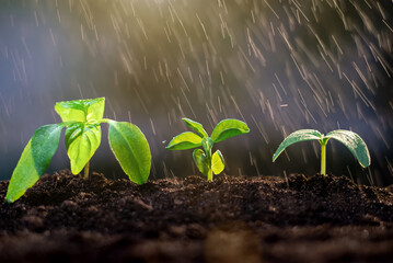 Watering plants. Young green sprouts growing in the garden in the rain. Gardening, agriculture,...