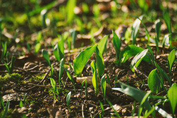 Close-up to young Wild garlic spread around the forest. Fresh green colour. Natural medicines and holistic therapies. 