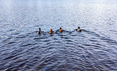 Two pairs of ducks are swimming along the river. Ducks and drakes. A friendly walk.
