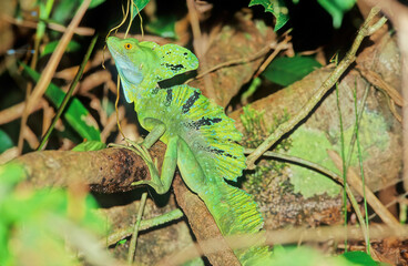 Plumed basilisk