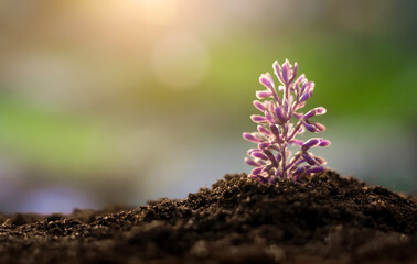 Young sprout of purple plant grows from the ground in a garden. New life, gardening, agriculture and ecology concept