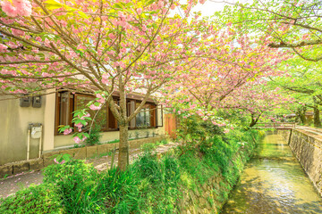 Scenic landscape of Philosopher's walk also called Tetsugaku-no-michi, a pedestrian path that follows a cherry-tree-lined canal in Kyoto, Higashiyama district, Japan.