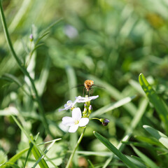 (Bombylius major) Grand bombyle ou bombyle bichon ressemblant à un petit bourdon, les pattes pendillante, battant des ailes tachées de sombre au dessus d'un fleur de cardamine des près  