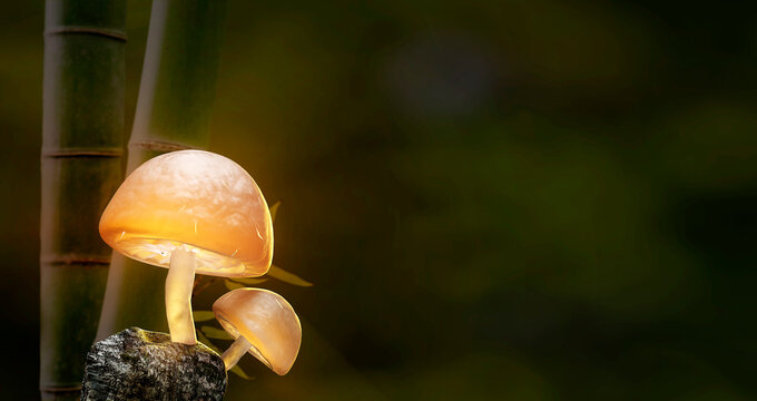 3d Rendering Mushroom Wallpaper With Nice Background Color