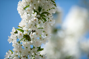 Primo piano di un ramo di ciliegio fiorito