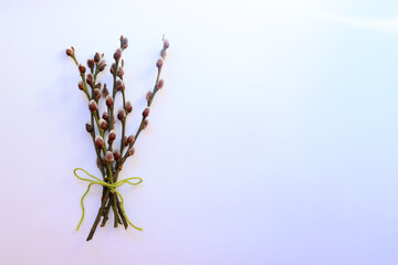 branch of a willow