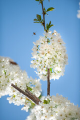 Rami con fiori bianchi di ciliegio in primo piano