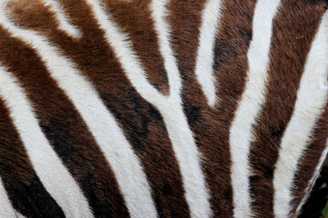 Fototapeta na wymiar Futro młodej zebry