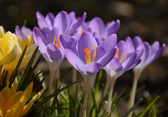 spring crocus flower