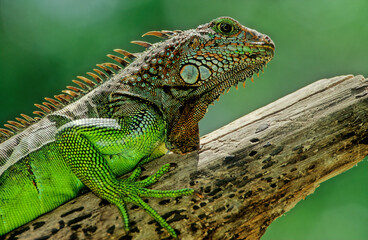 Green iguana