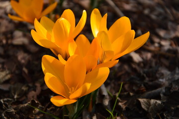 spring crocus flower