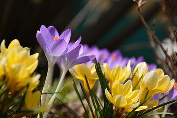 spring crocus flower