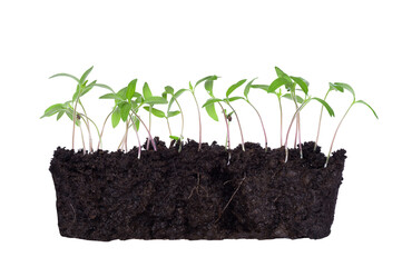 Green shoots of seedlings in moist soil, isolated on a white background