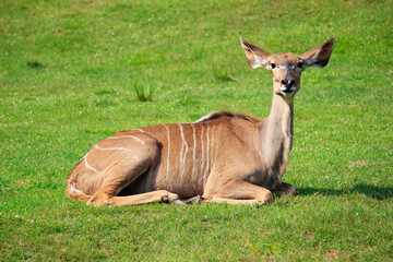 Łania Impala na trawie