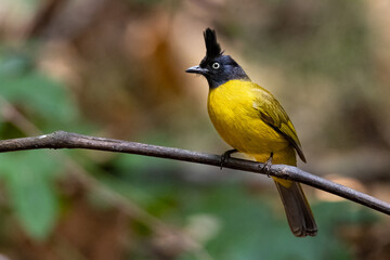 Black-crested Bulbul perching on a perch