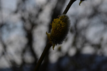 Spring nature background with pussy willow branches. Young furry willow catkins