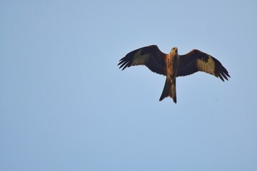 kite