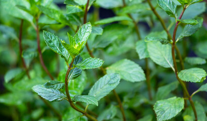 fresh green mint leaves under the sunlight in a home garden. Good refreshment with a drinks.