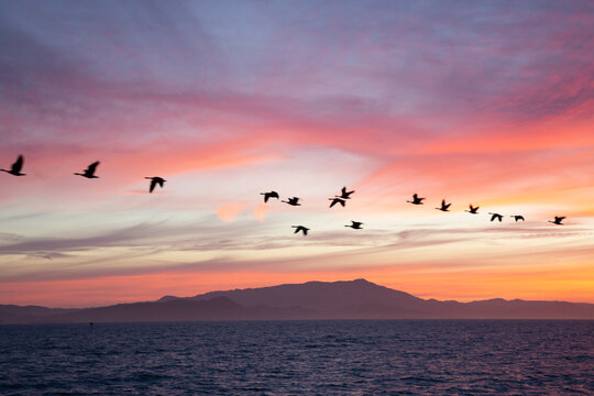 Flock of geese flying over the Pacific Ocean at sunset, Berkeley, California, USA