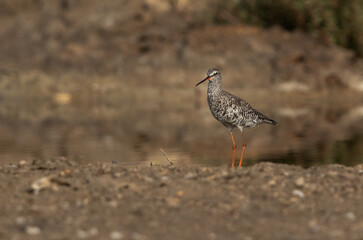 Spotted redshank perched on ground at Asker marsh, Bahrain