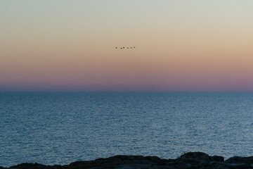 Obraz premium migrating birds fly over the dark turquoise sea against the backdrop of a delightful sunset sky