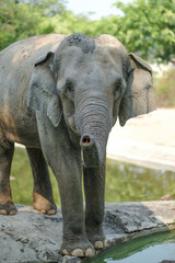 Elephants are the largest land mammals on earth and have distinctly massive bodies, large ears, and long trunks.