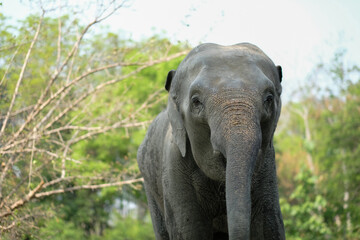 Naklejka premium Elephants are the largest land mammals on earth and have distinctly massive bodies, large ears, and long trunks.