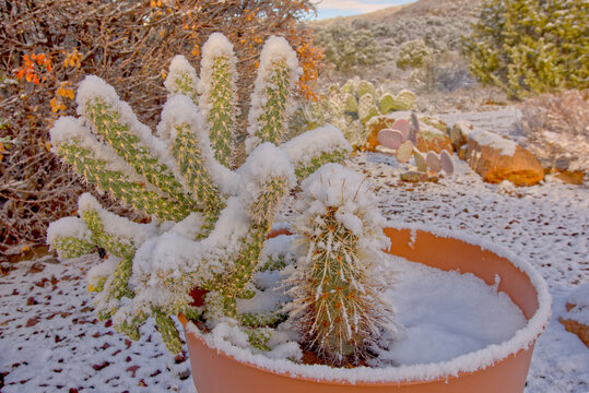 Close-up of snow Covered potted Buckhorn Cactus and a Hedgehog Cactus, Chino Valley, Arizona, USA