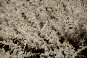 snowflake..  I took this photo at big bear lake california few years ago..   love hiking, walking upon the mountain in winter time. 