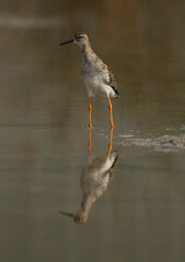 Ruff at Asker Marsh with reflection on water, Bahrain