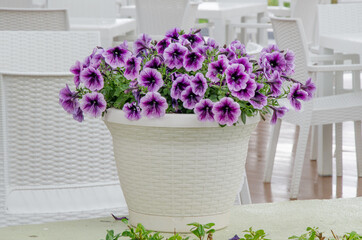 Big white wicker pot with blooming petunias as decoration an open-air cafe. Room decoration with fresh flowers, interior and exterior elements.
