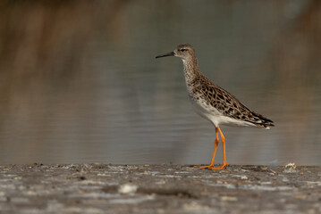 Ruff at Asker Marsh, Bahrain