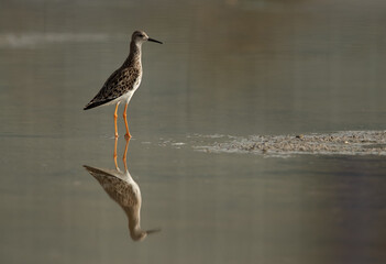 Ruff at Asker Marsh with reflection on water, Bahrain