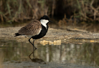 Portrait of a Spur-winged lapwing at Asker marsh, Bahrain