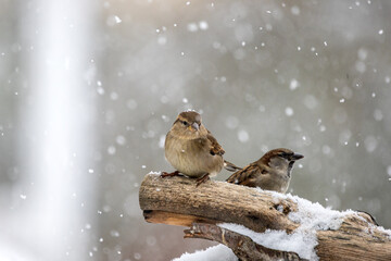 Sperling im Winter am Vogelhaus