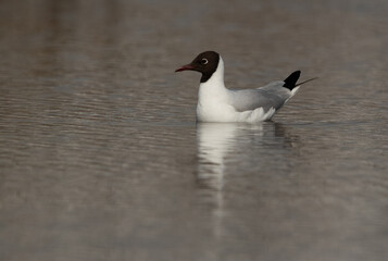 Black-headed gull in swimming at Asker marsh, Bahrain